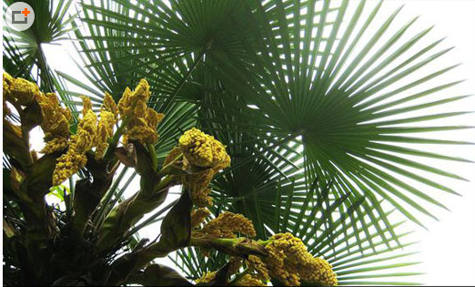 棕榈子 - 第1张  | 中药养生知识-中草药的功效与作用